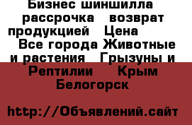 Бизнес шиншилла, рассрочка - возврат продукцией › Цена ­ 4 500 - Все города Животные и растения » Грызуны и Рептилии   . Крым,Белогорск